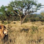 SD10. From Kruger to Cape Town – Grand South Africa Tour (13 nights)