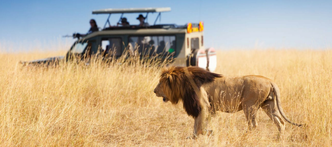 Safari Experience in Africa