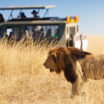 5 Things You Will Remember on Your Safari Experience in Africa