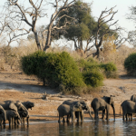 The 5 best things to do on a first-time Botswana safari