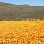 Top 5 must-visit spots during the Flower Season in South Africa.