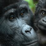 Rwanda or Uganda? Where to view the Mountain Gorilla trekking?