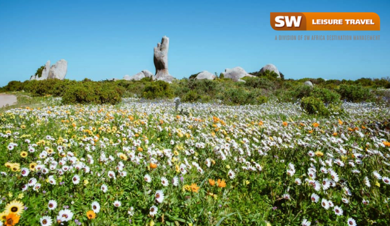 Top 5 must-visit spots during the Flower Seasons in South Africa.