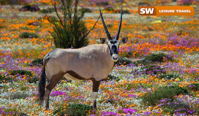 Top 5 must-visit spots during the Flower Seasons in South Africa.