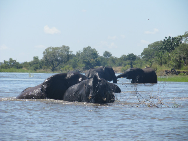 Upper Zambezi raft float