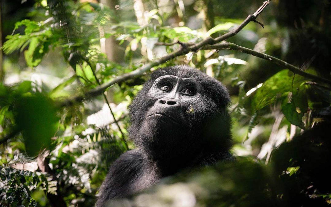 Rwanda & Uganda Gorilla Tracking