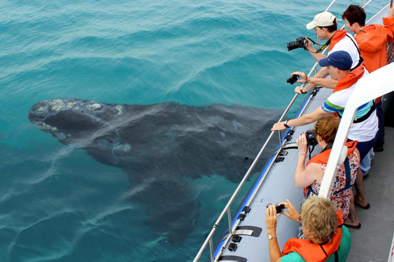 whale watching tour from cape town